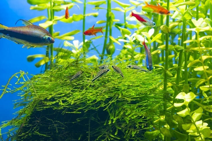 Pigmy Cory tenkovi prijatelji