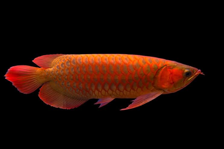Red Arowana Pregled