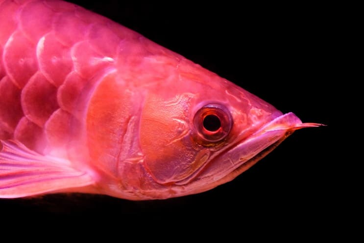 Red Arowana njega