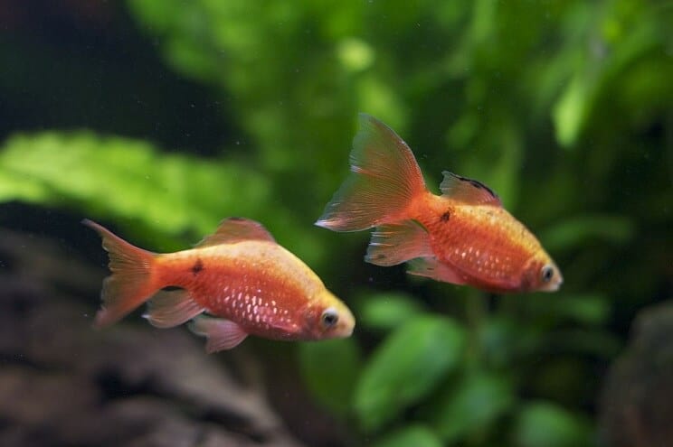 Mates iz Rosy Barb tenka