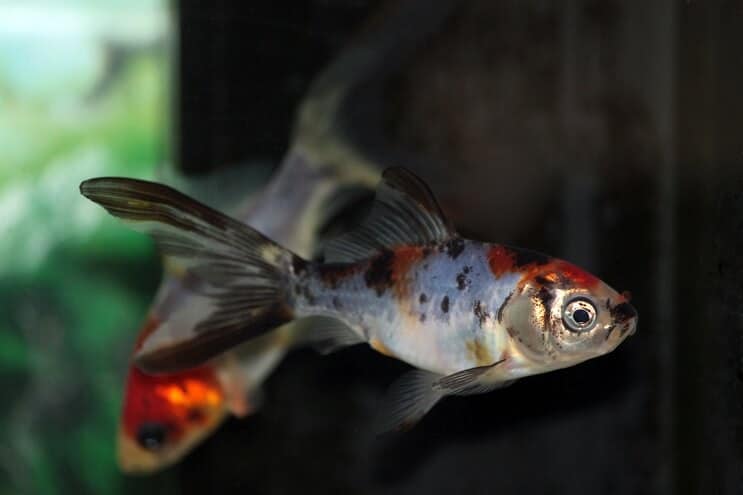 Plivanje Shubunkin Goldfish