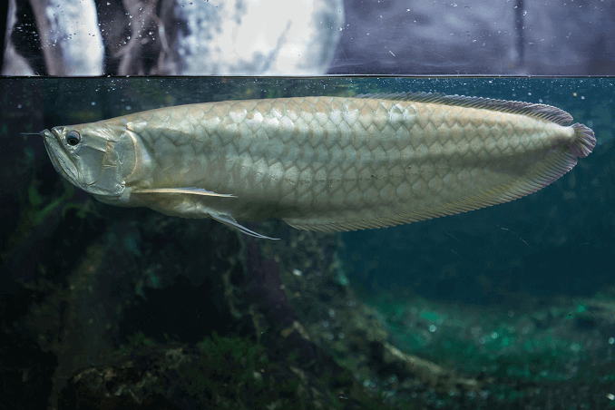 Srebrna Arowana u tanku