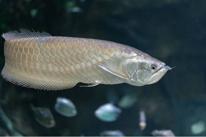Silver Arowana plivanje