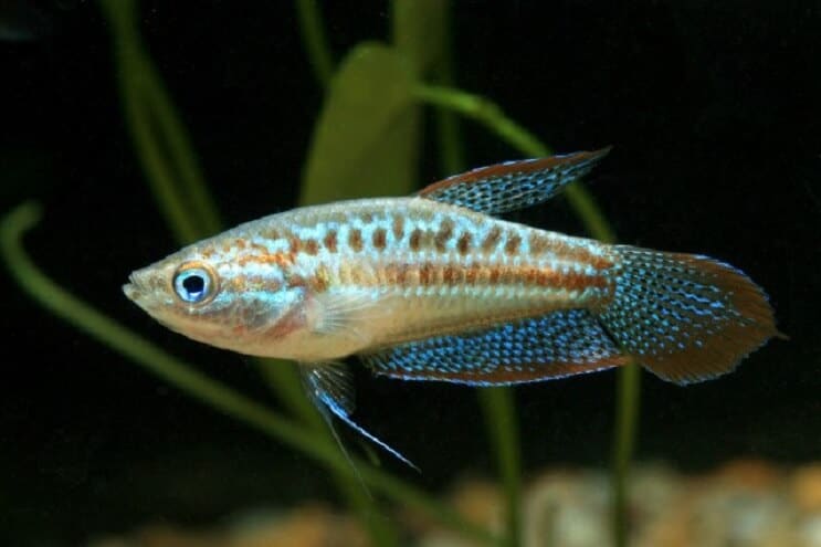 Pjenušavi Gourami