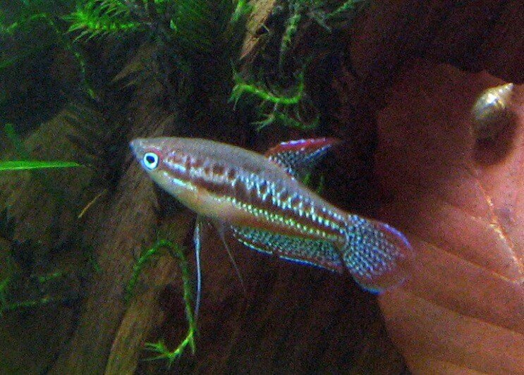 Pjenušavo Gourami plivanje