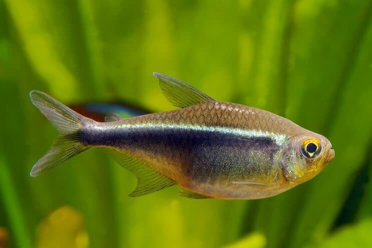 Crna neonska tetra