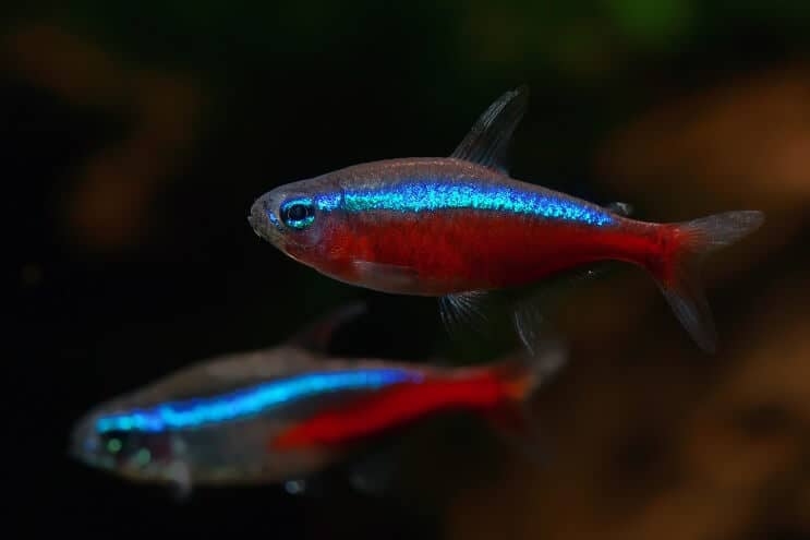 Kardinal Tetra