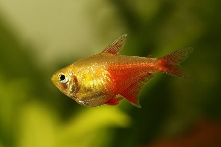 Plamena Tetra