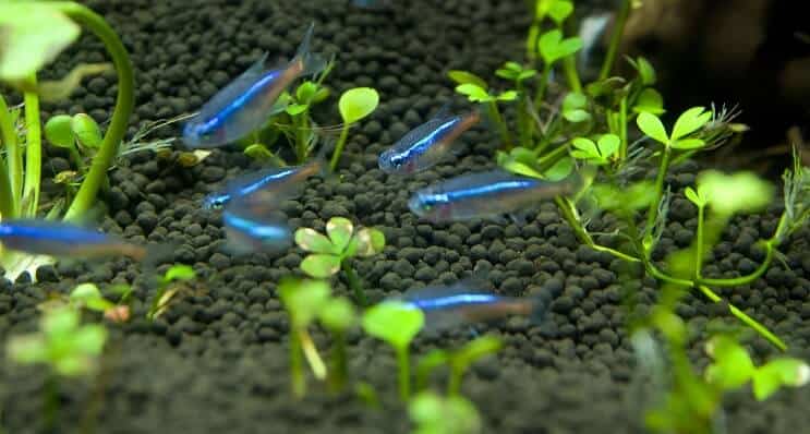 Plava Tetra