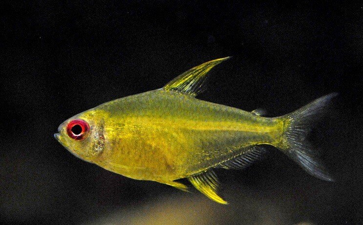Limun Tetra