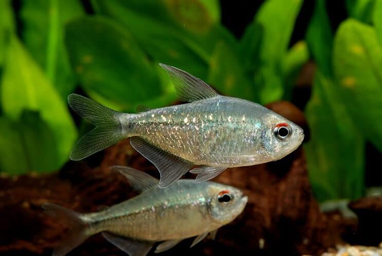 Dijamantna tetra