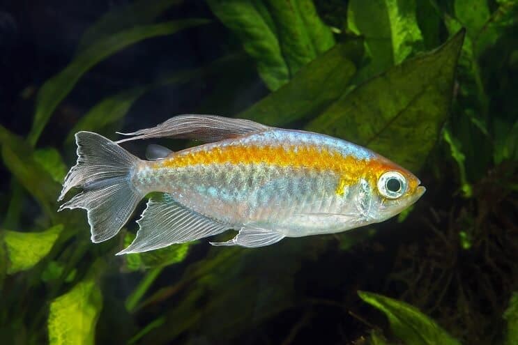 Kongo Tetra