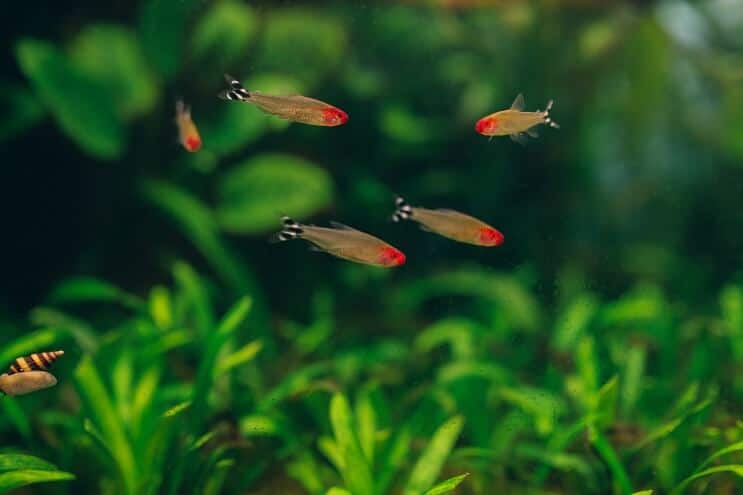 Remi nos Tetra