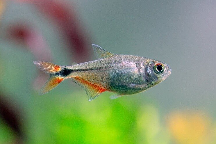 Buenos Aires Tetra