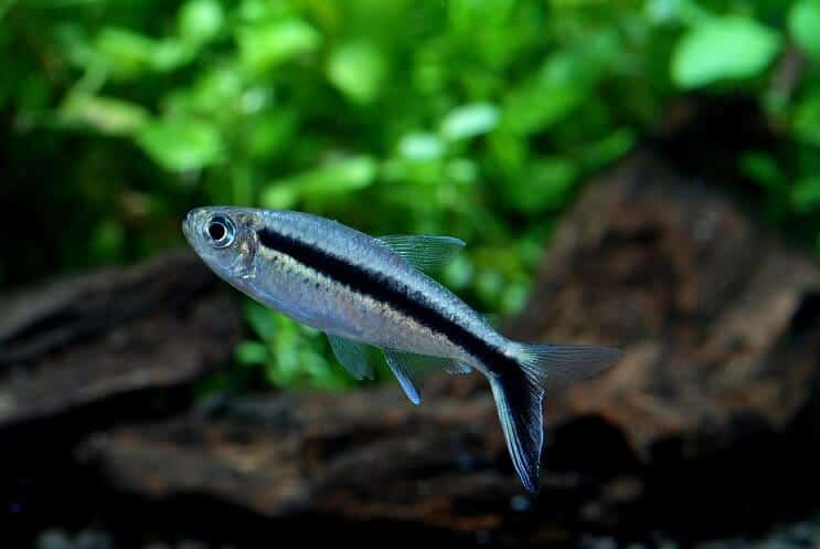 Pingvin Tetra