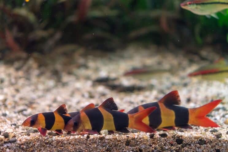 Prijatelji tenka Clown Loach