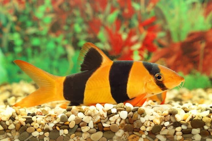 Clown Loach Pregled