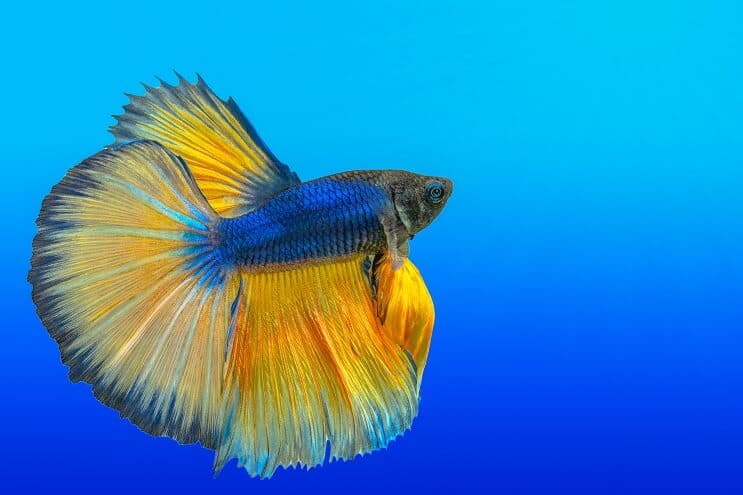 Kako se brinuti za Bettas