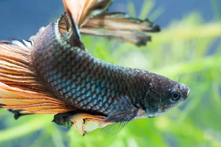 Muškarac Betta