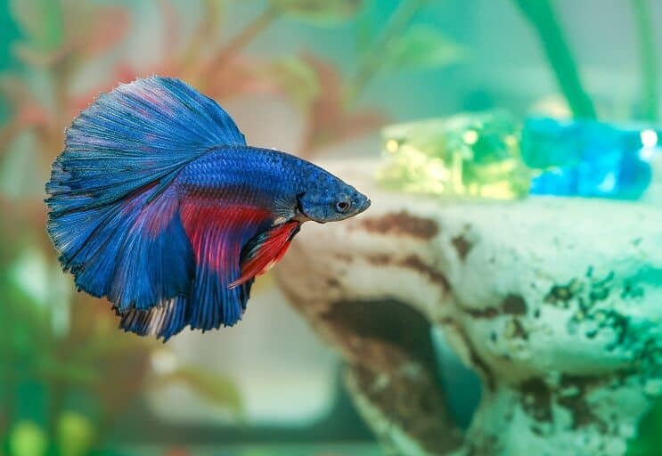 Betta Riblja bolest