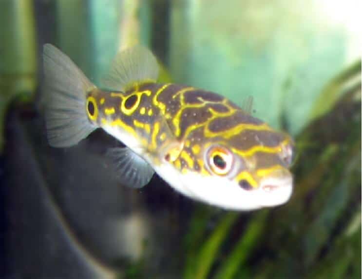 Slika 8 Puffer Fish