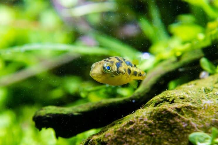 Patuljasta riba puffer