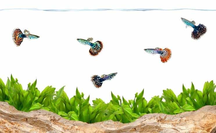Guppies u akvariju