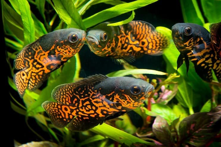 Skupina Oscara