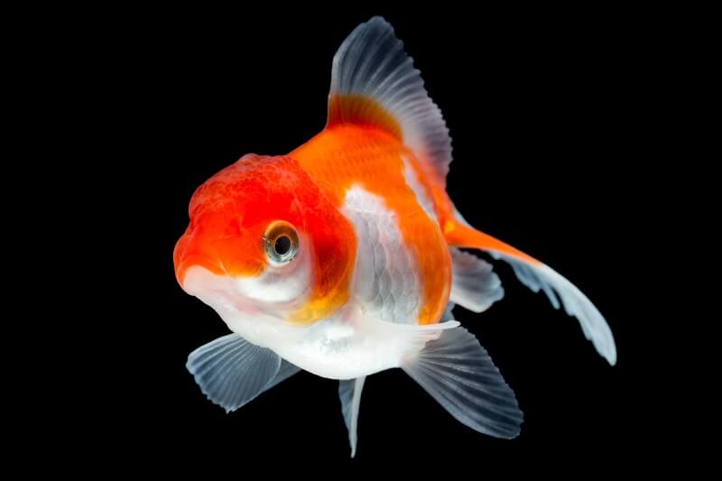 Fantail Zlatna ribica