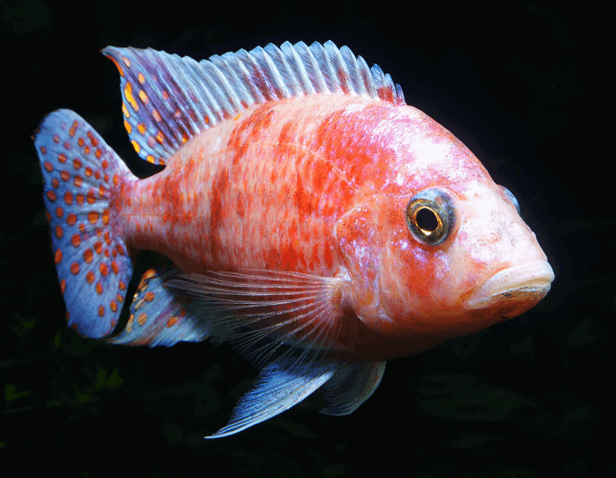 Paun Cichlid