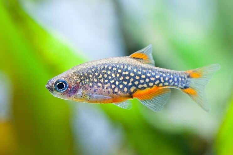 Nebeski biser Danio