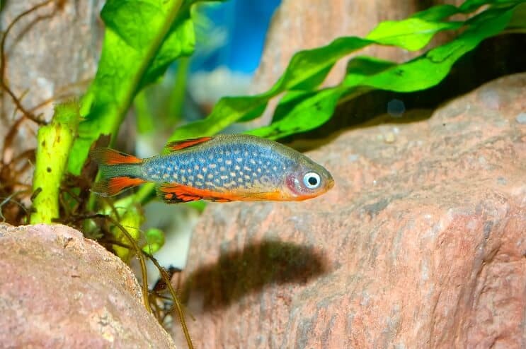 Nebeski biser Danio Izgled