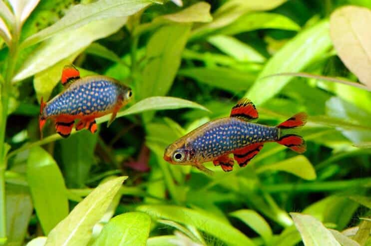 Nebeski biser Danio u akvariju