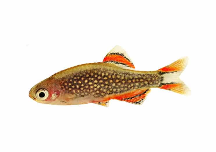 Nebeski biser Danios