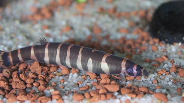 Izgled Kuhli Loach