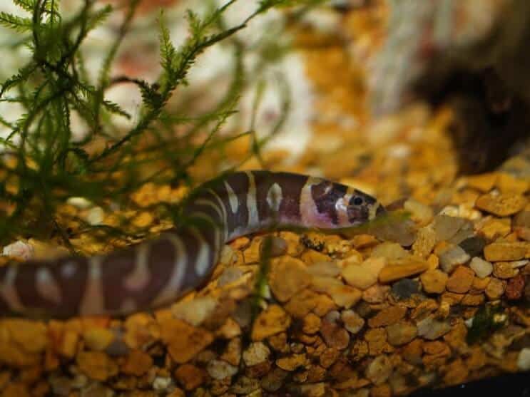 Stanište Kuhli Loach