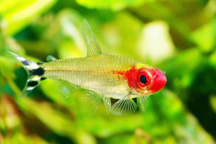 Remi nos Tetra