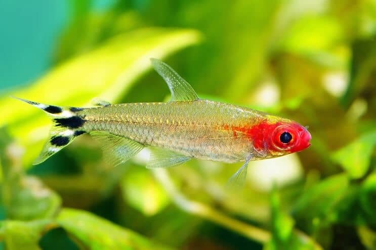 Rummy Nose Tetra Plivanje