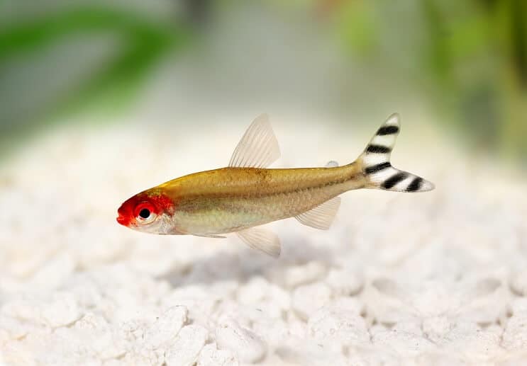 Tetra izgled remi-nosa
