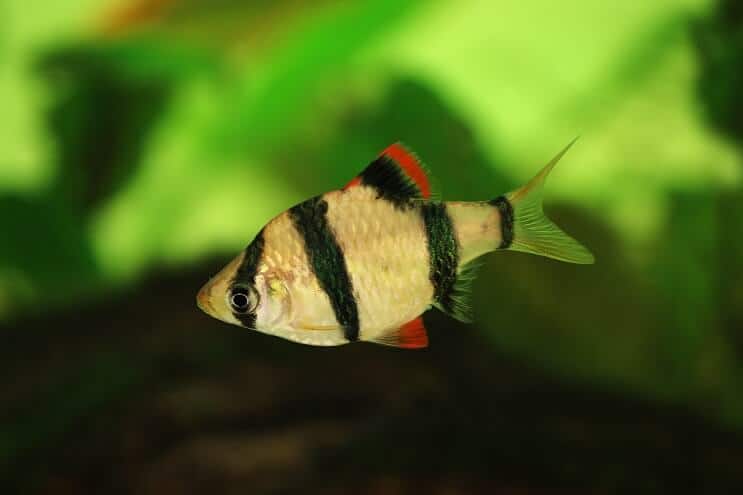 Tigrova barba