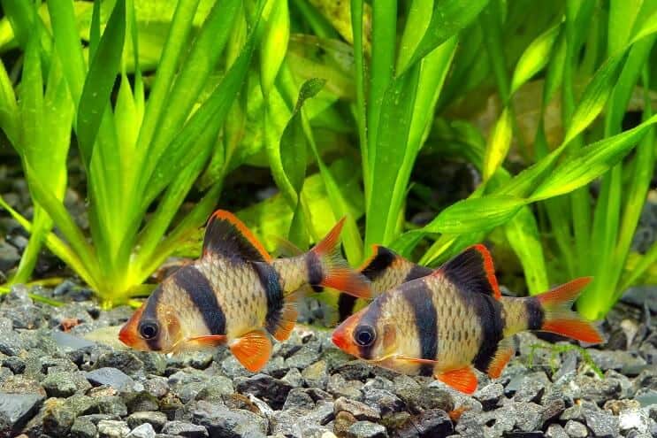 Stanište Tiger Barb