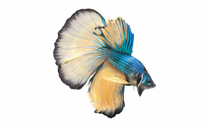 Polumjesec Betta