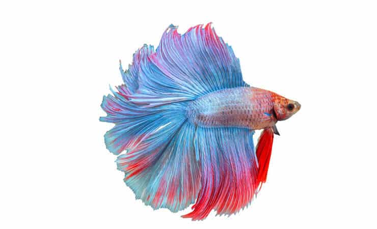 Dvostruki rep Betta