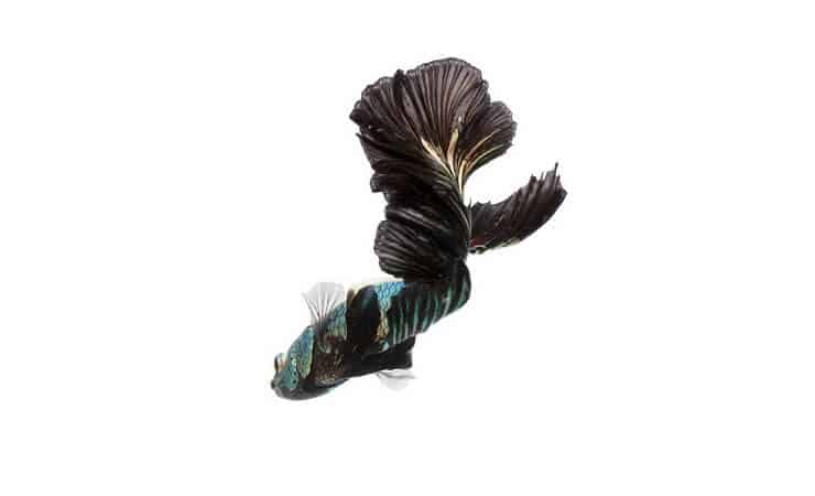 Crna orhideja Betta