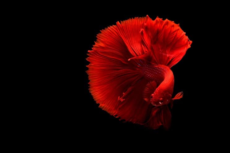 Crvena riba Betta