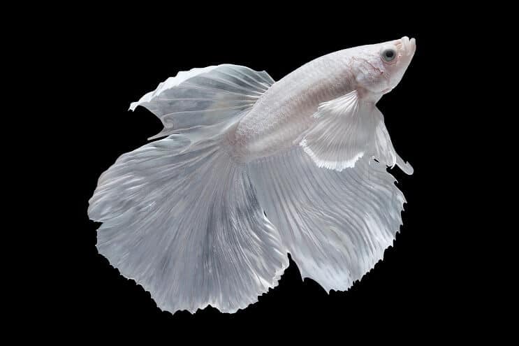 Bijela Betta