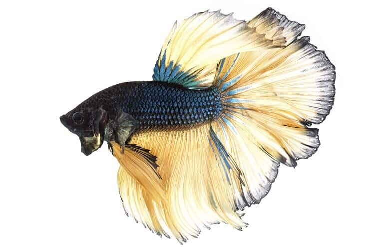 Senfni plin Betta