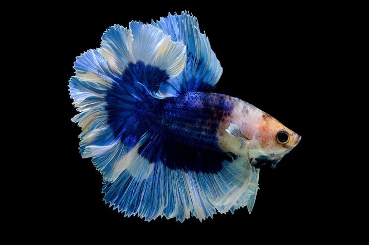 Leptir Betta