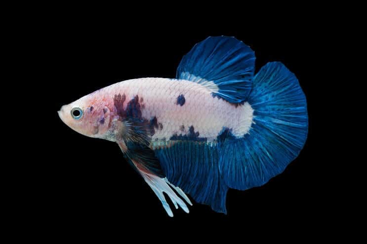 Mramorna Betta
