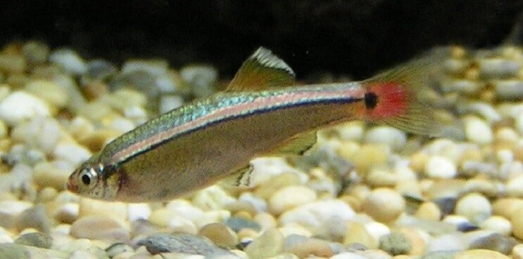 White Cloud Mountain Minnow Pregled